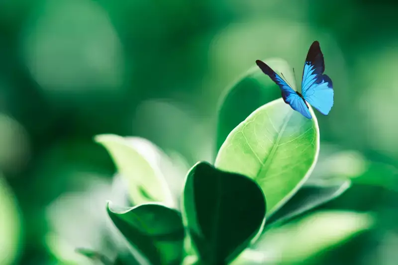 Organiser des obsèques en harmonie avec la nature locale