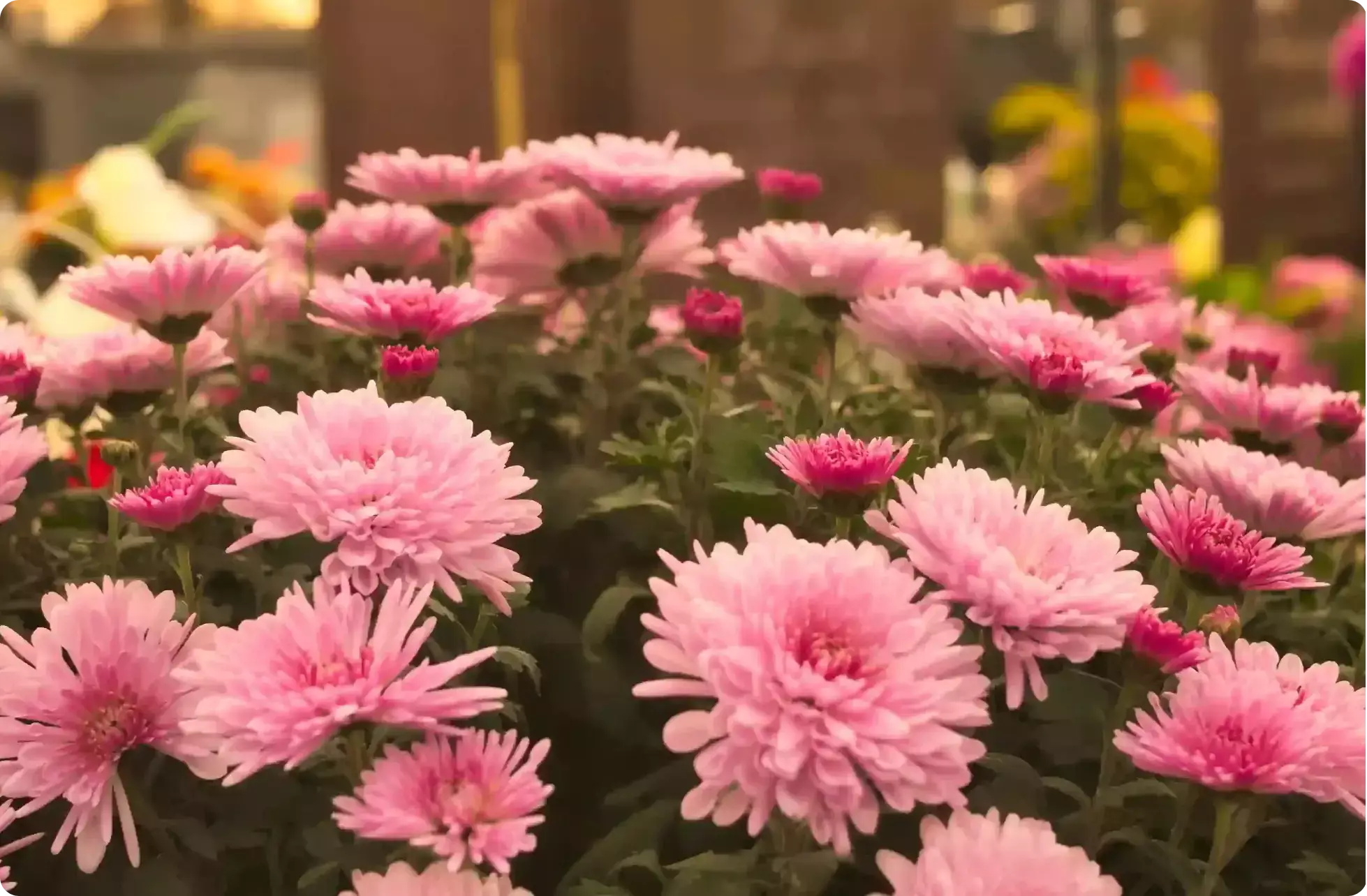 Des compositions florales pour un hommage unique