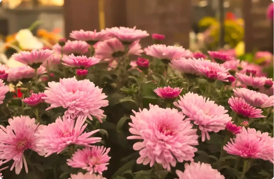 Toussaint 2025 : Souvenir et hommage avec les Pompes Funèbres Atlantique Bassin